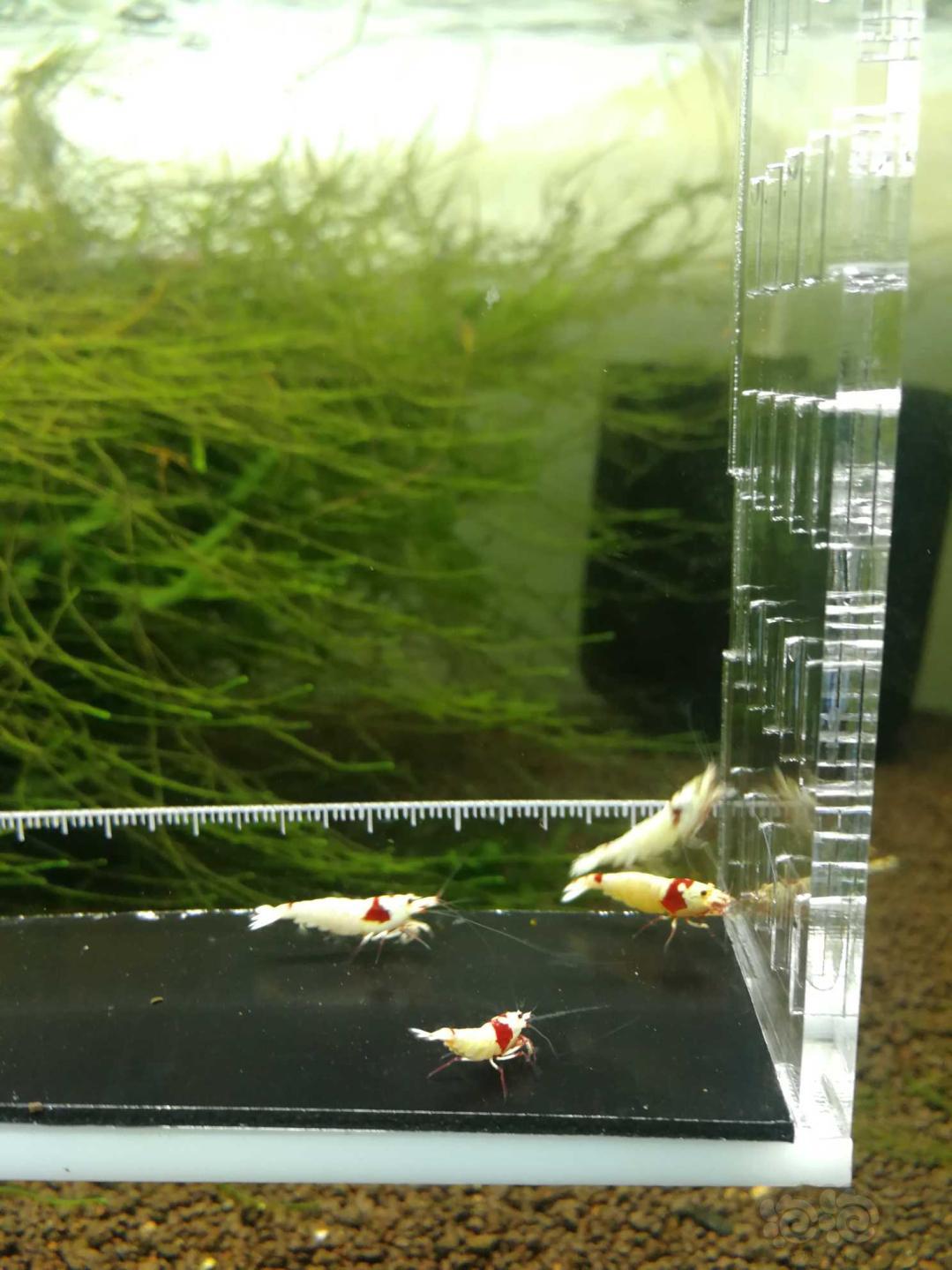 【虾】2019-09-15#RMB拍卖红白水晶虾2公2母一份4只-图5