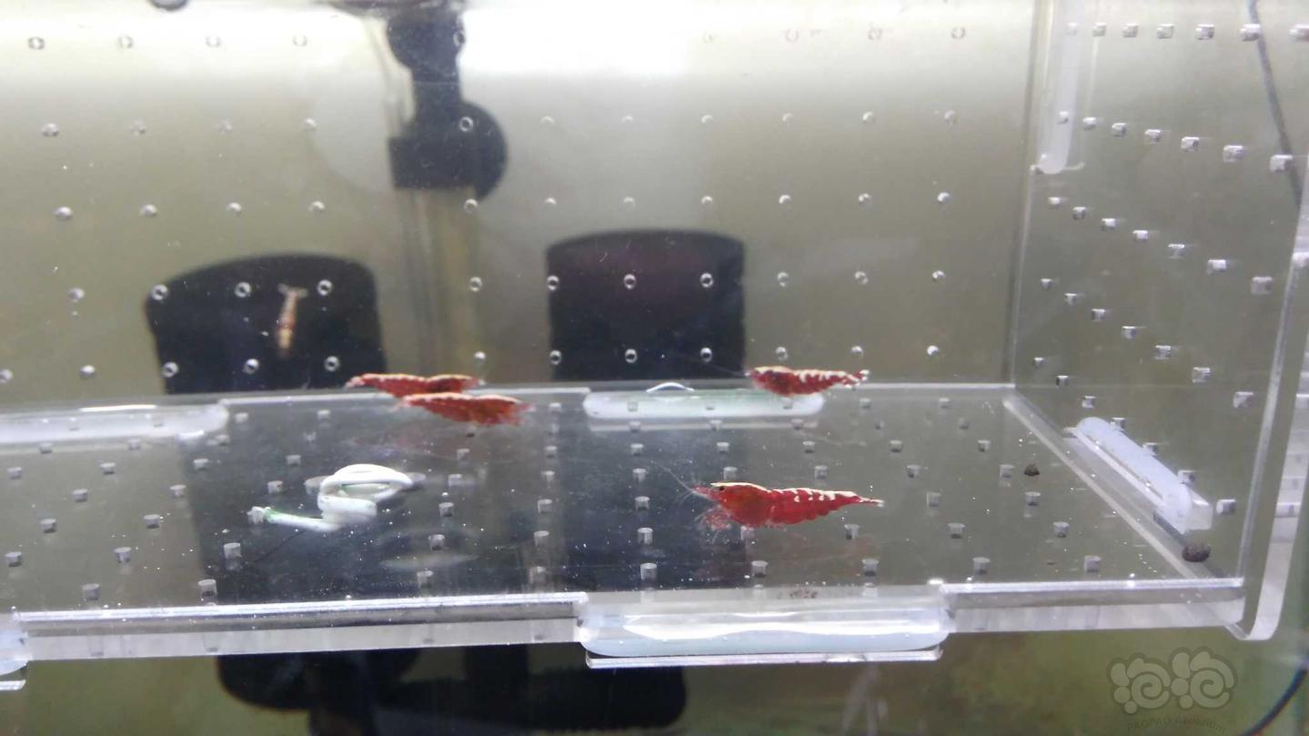 【虾】2019-09-13拍卖红银河鱼骨成母1份5只-图9