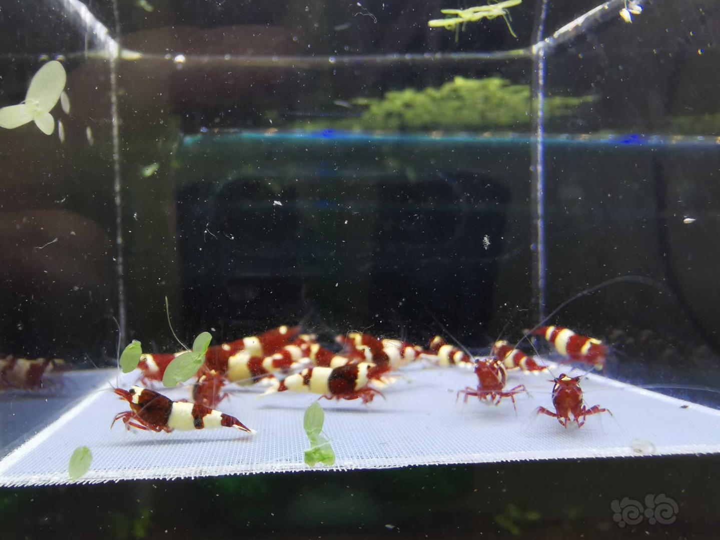 【虾】2019-09-08#RMB拍卖#酒红水晶虾一份16只-图1