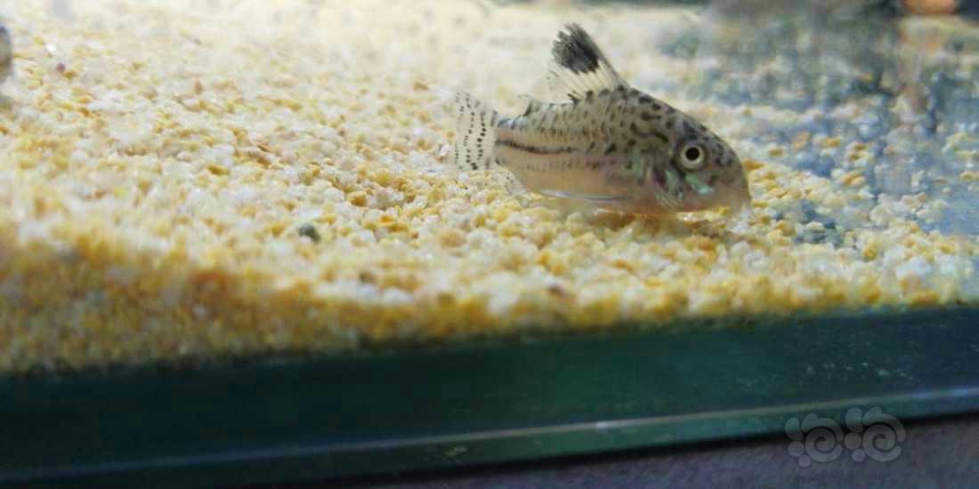 鼠鱼茉莉豹鼠鱼