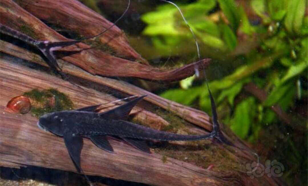 其它阿帕奇直升机鱼和黑幻象直升机鱼