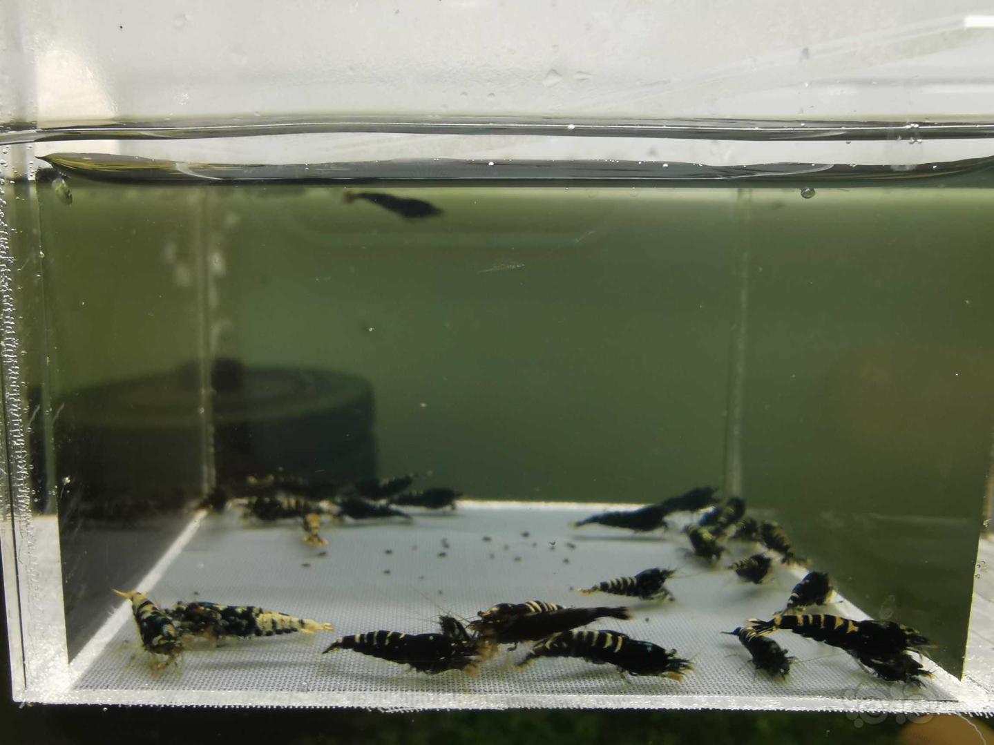 【虾】2019-09-03#RMB拍卖黑银河水晶虾一份30只-图1