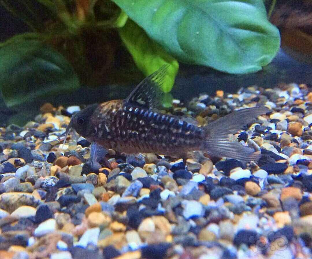 【鼠鱼】钻纹宽带公主鼠鱼