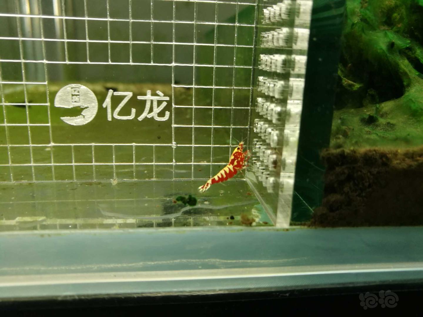 【虾】2019-09-14#RMB拍卖#红银河鱼骨水晶虾一份3只-图2