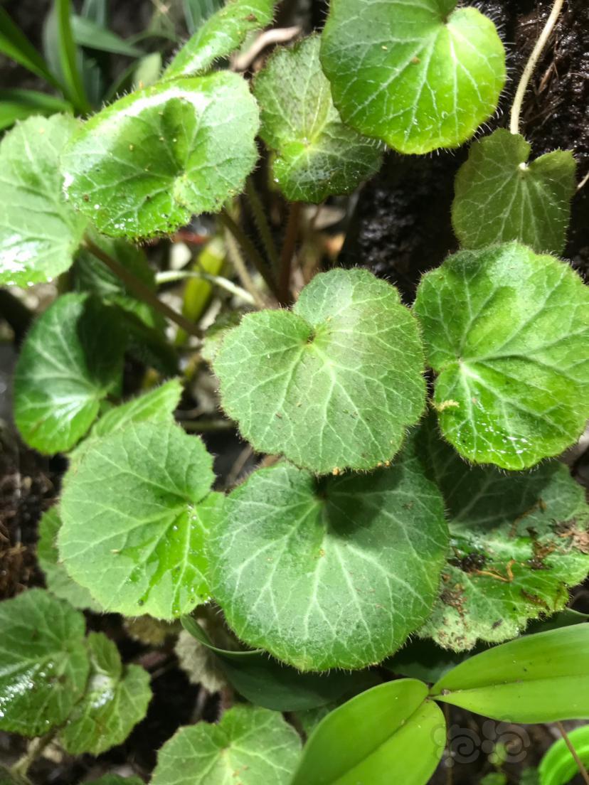 出点雨林迷你植物掌叶霹雳