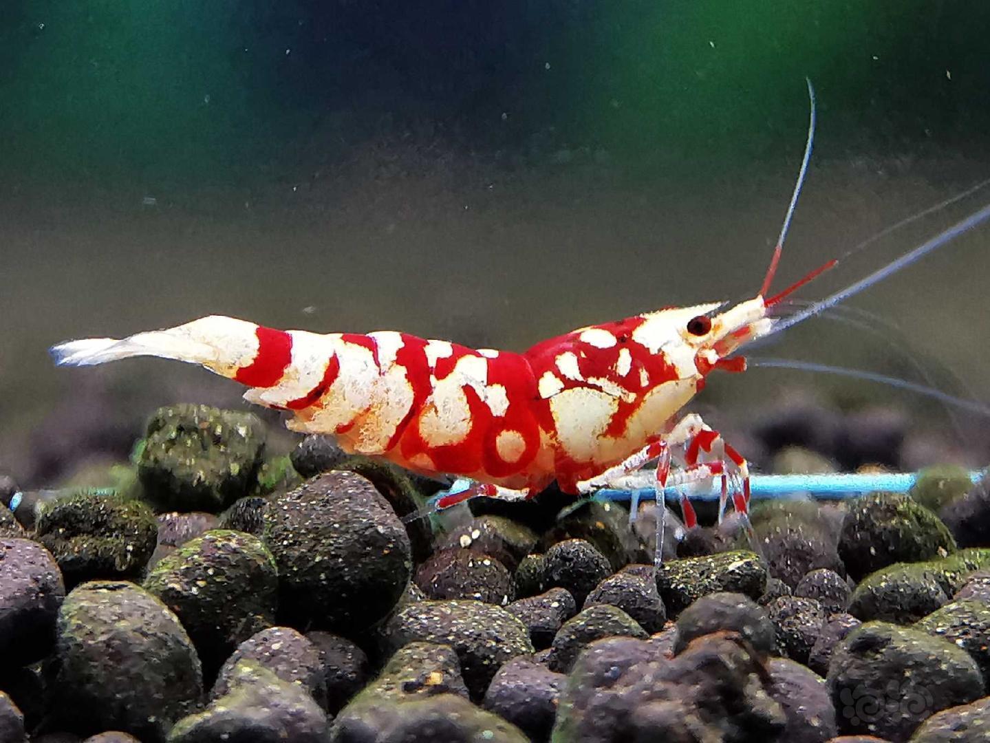 20190920rmb拍卖太极红花虎水晶虾公虾一只