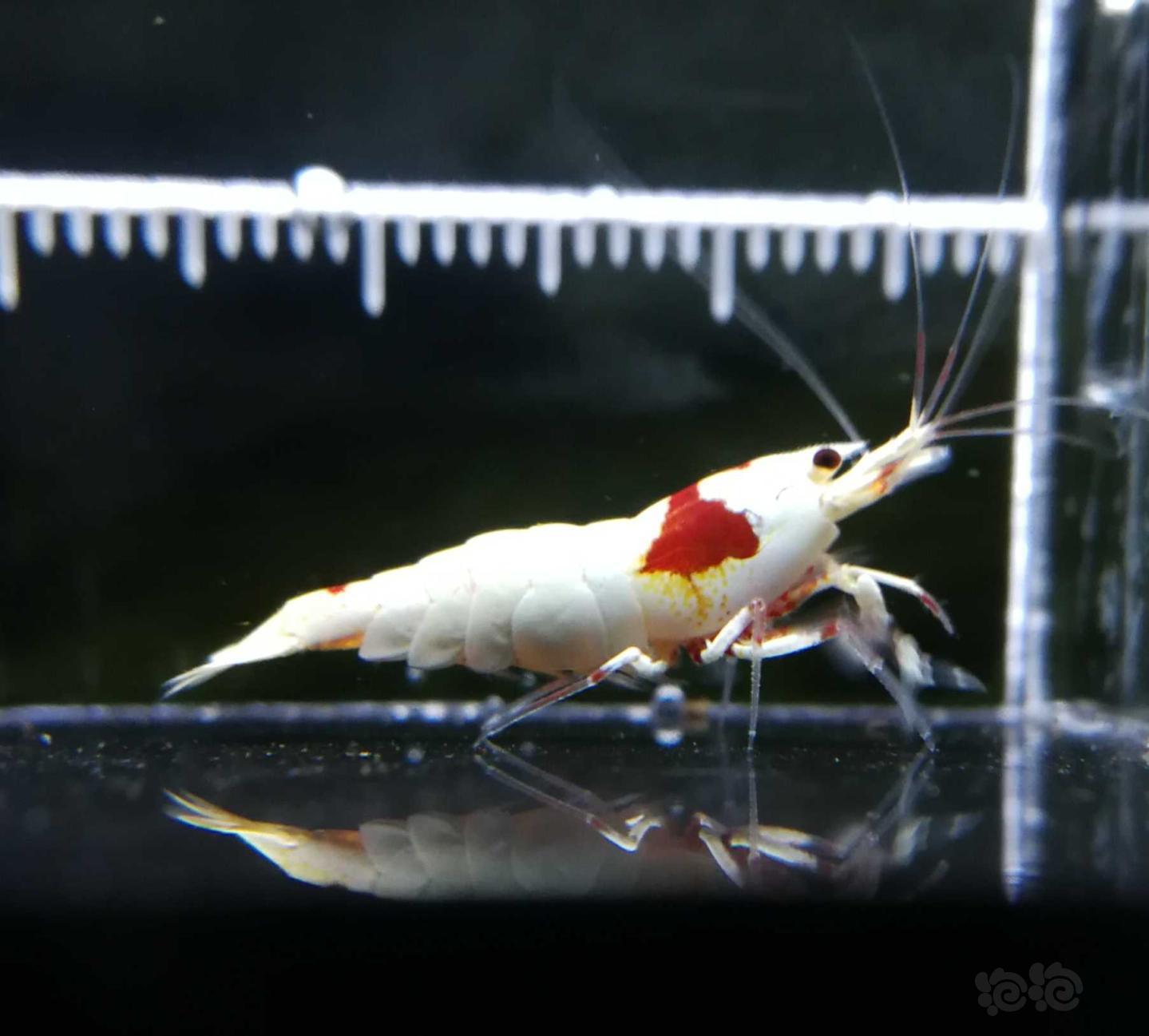 【虾】2019-09-26#RMB拍卖红白水晶虾2只-图1