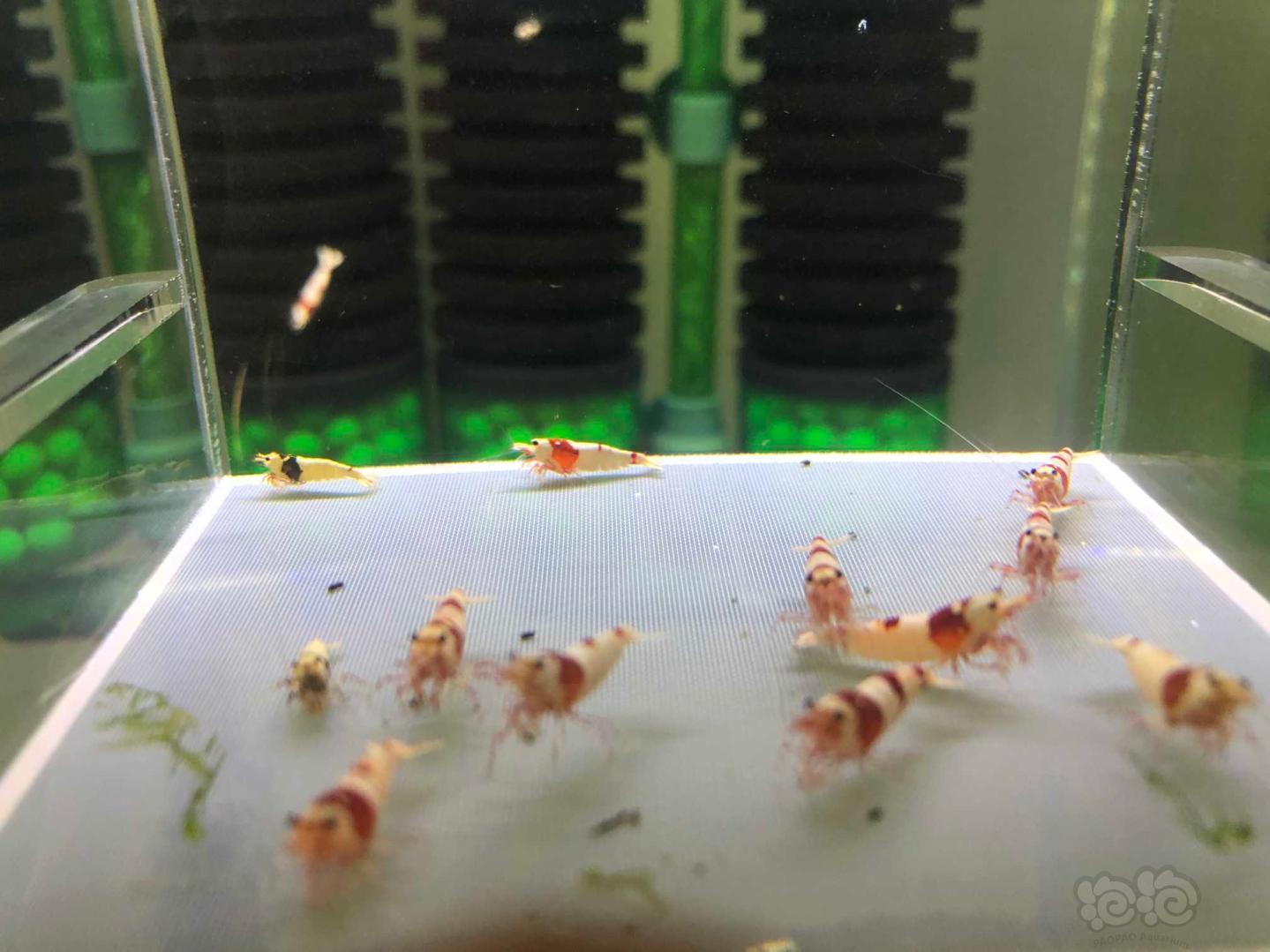 【虾】2019-09-07#RMB拍卖纯血红白水晶虾38只-图2