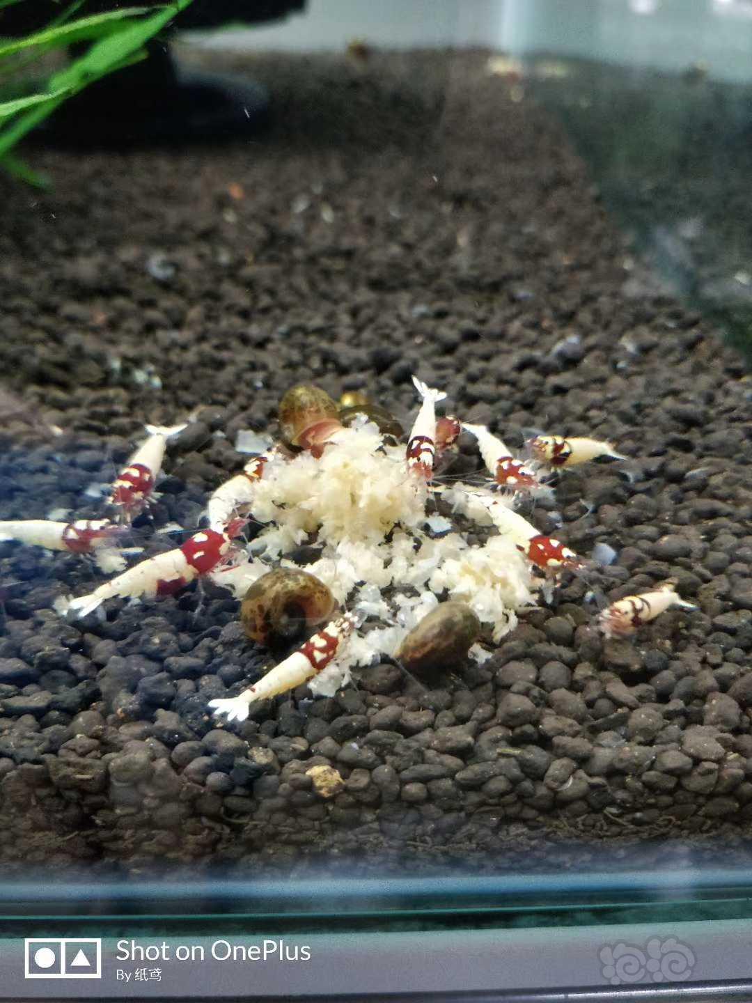 【水晶虾】出水晶虾和细叶铁 黑金刚 红洞头 蓝区花头-图2
