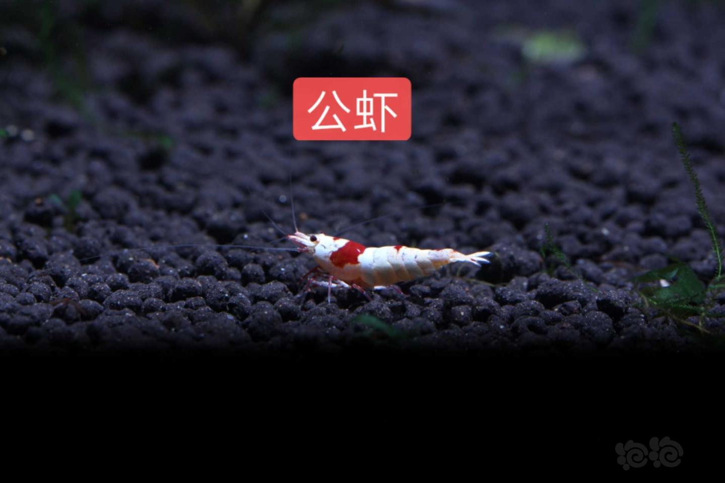 【虾】2019-9-12#RMB拍卖系统红白一对（1）-图2