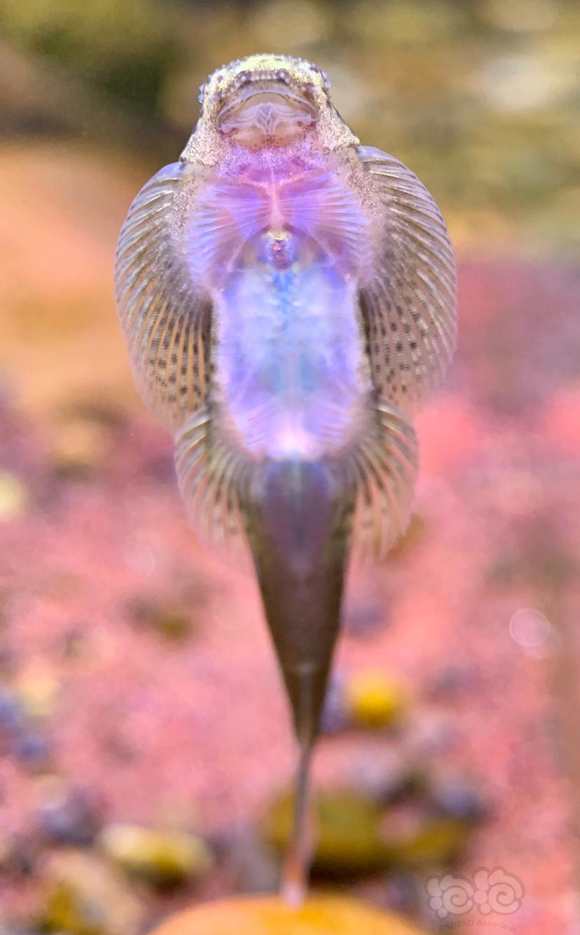 紫鳍吸鳅仔细看-图2