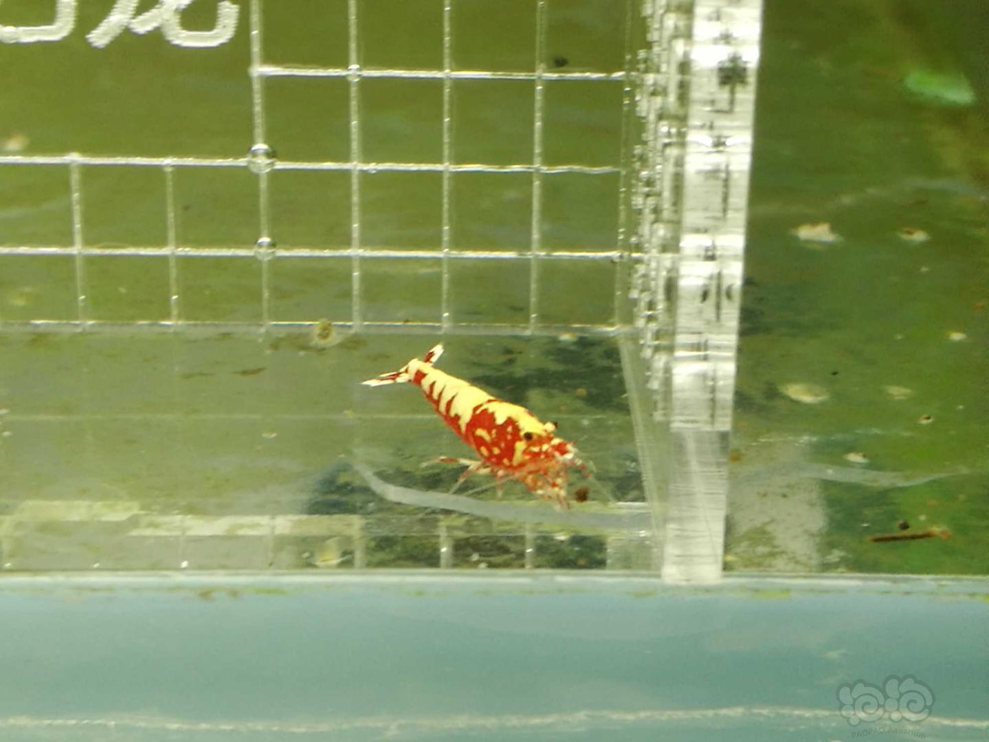 【虾】2019-09-14#RMB拍卖#红银河鱼骨水晶虾一份3只-图4