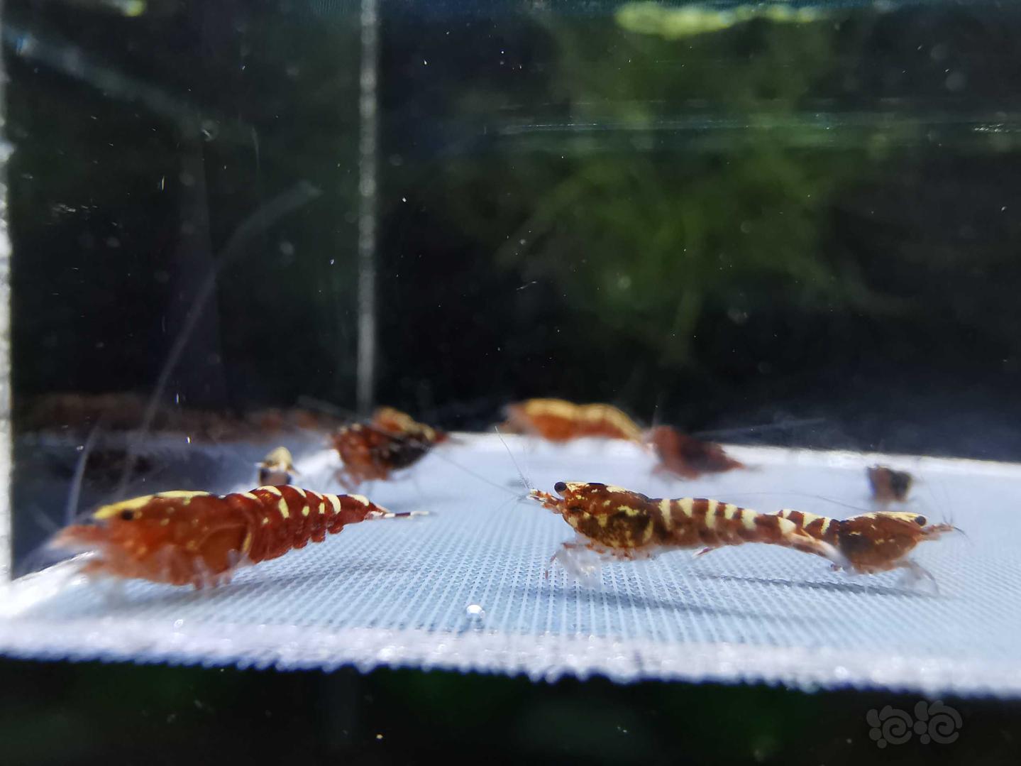 【虾】2019-09-13#RMB拍卖#红银河水晶虾一份20只-图4
