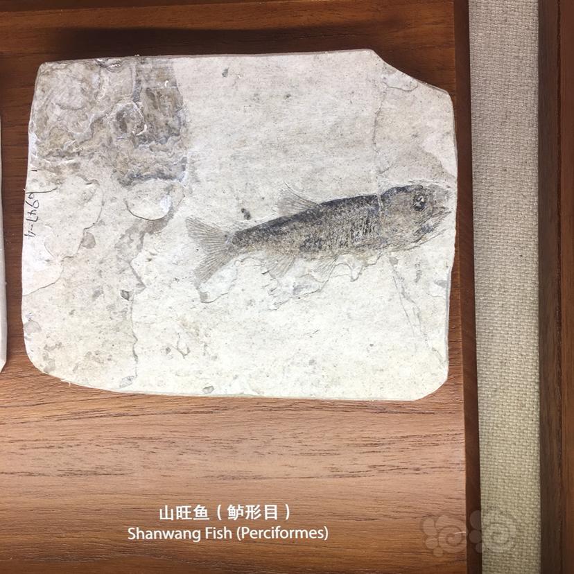自然博物馆里的鱼蟹贝壳化石-图3