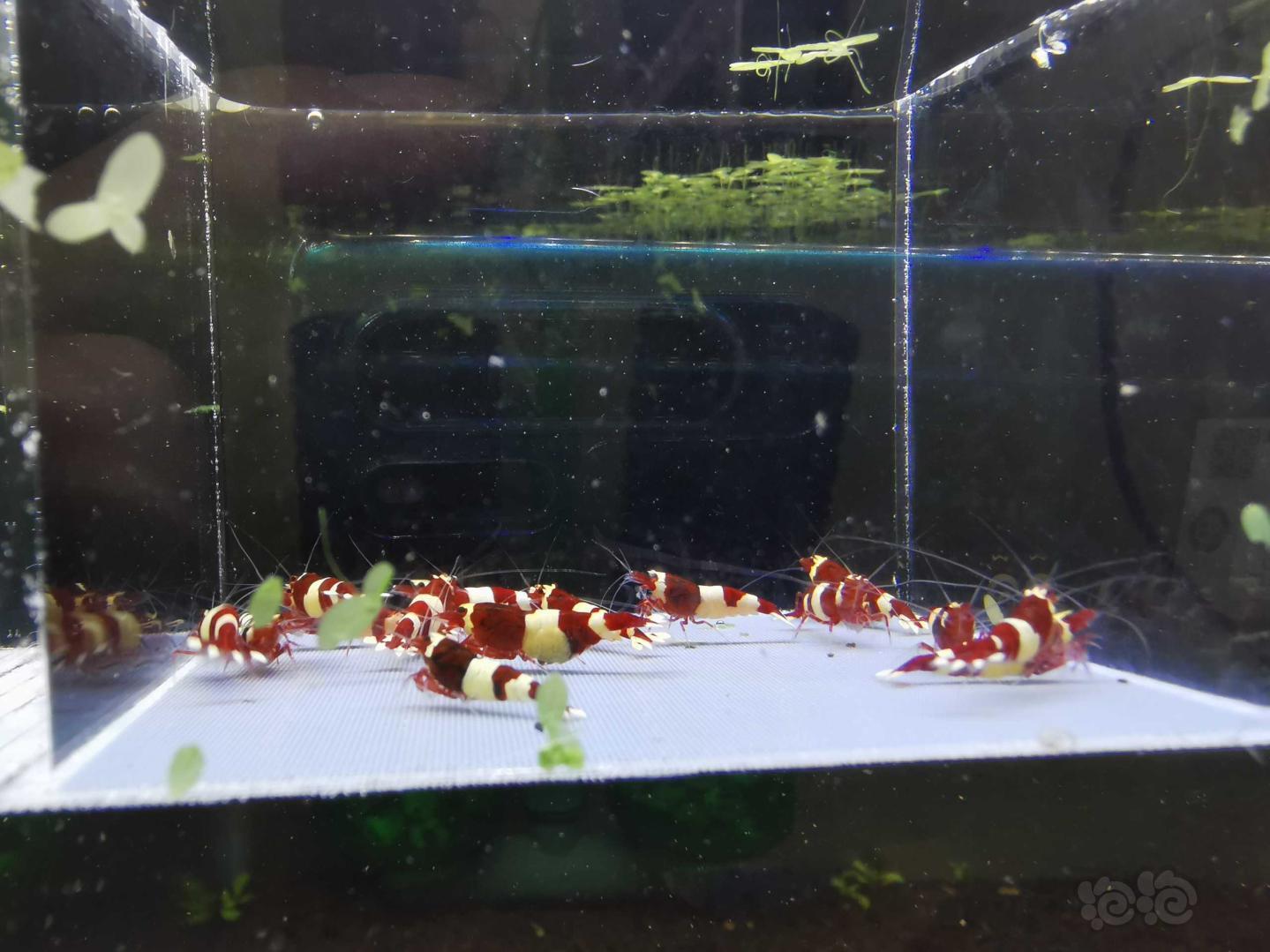 【虾】2019-09-08#RMB拍卖#酒红水晶虾一份16只-图3