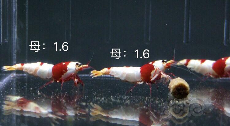 【虾】2019-09-11#RMB拍卖红白水晶虾六只2公4母-图1