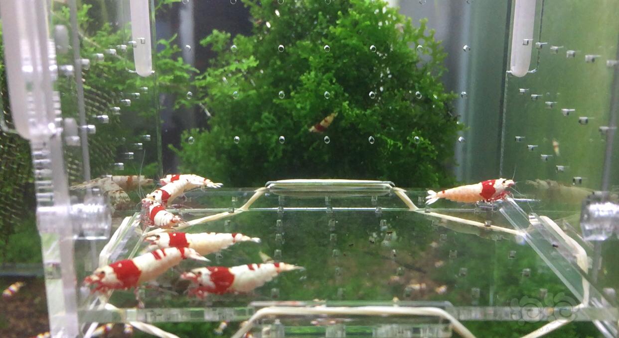 【虾】2019-9-12#RMB拍卖纯血红白水晶虾一份-图1