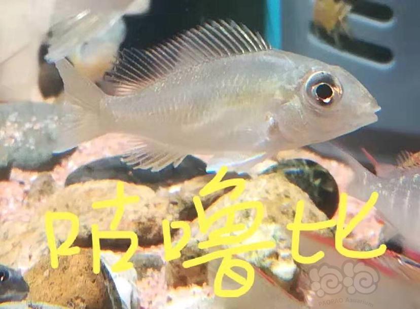 【美洲慈鲷】食土鲷系列1-图1