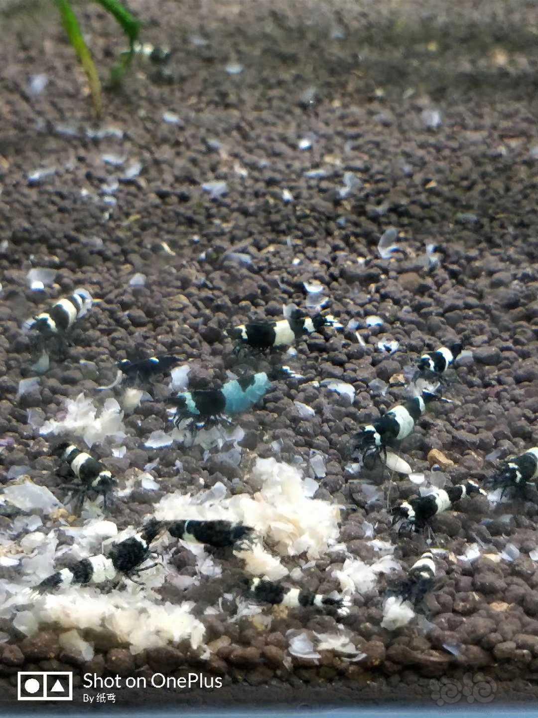 【水晶虾】出水晶虾和细叶铁 黑金刚 红洞头 蓝区花头-图1