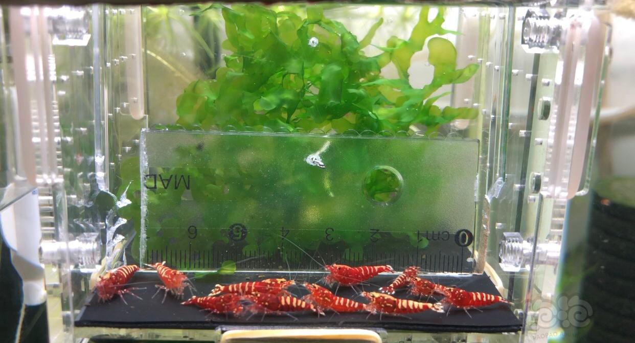 【虾】2019-9-04#RMB拍卖水晶虾一份-图5