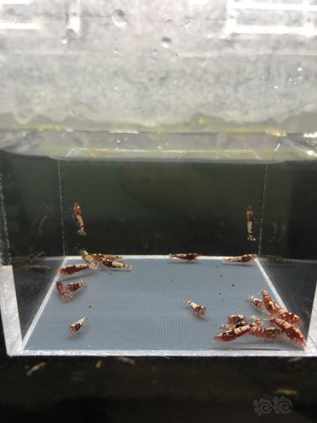 【虾】2019-09-06#RMB拍卖红银河水晶虾一份21只-图2