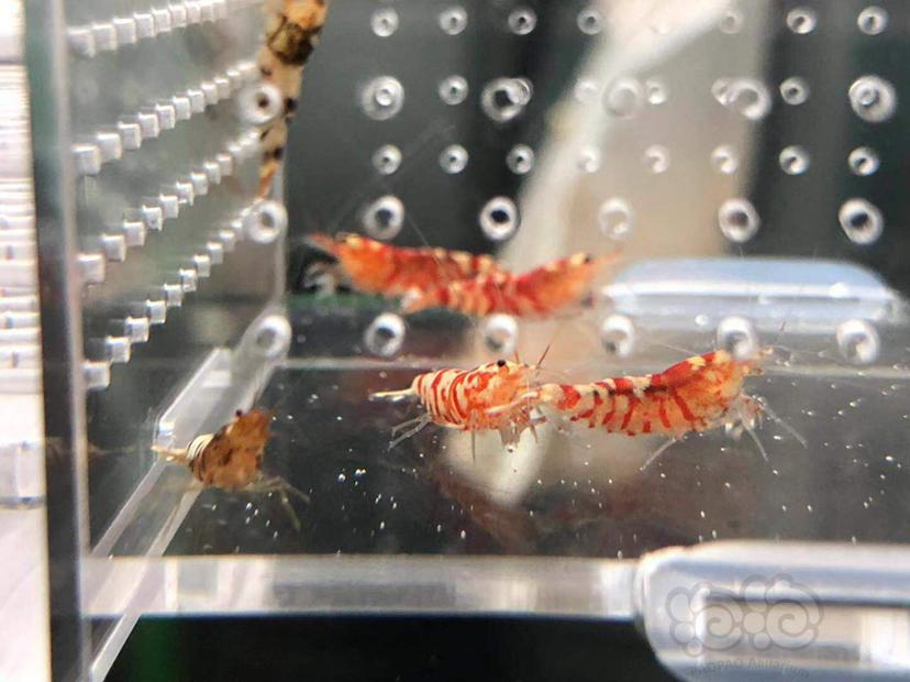 【虾】2019-09-24#RMB拍卖#黑/红花虎水晶虾一份9只（7红、2黑）-图1