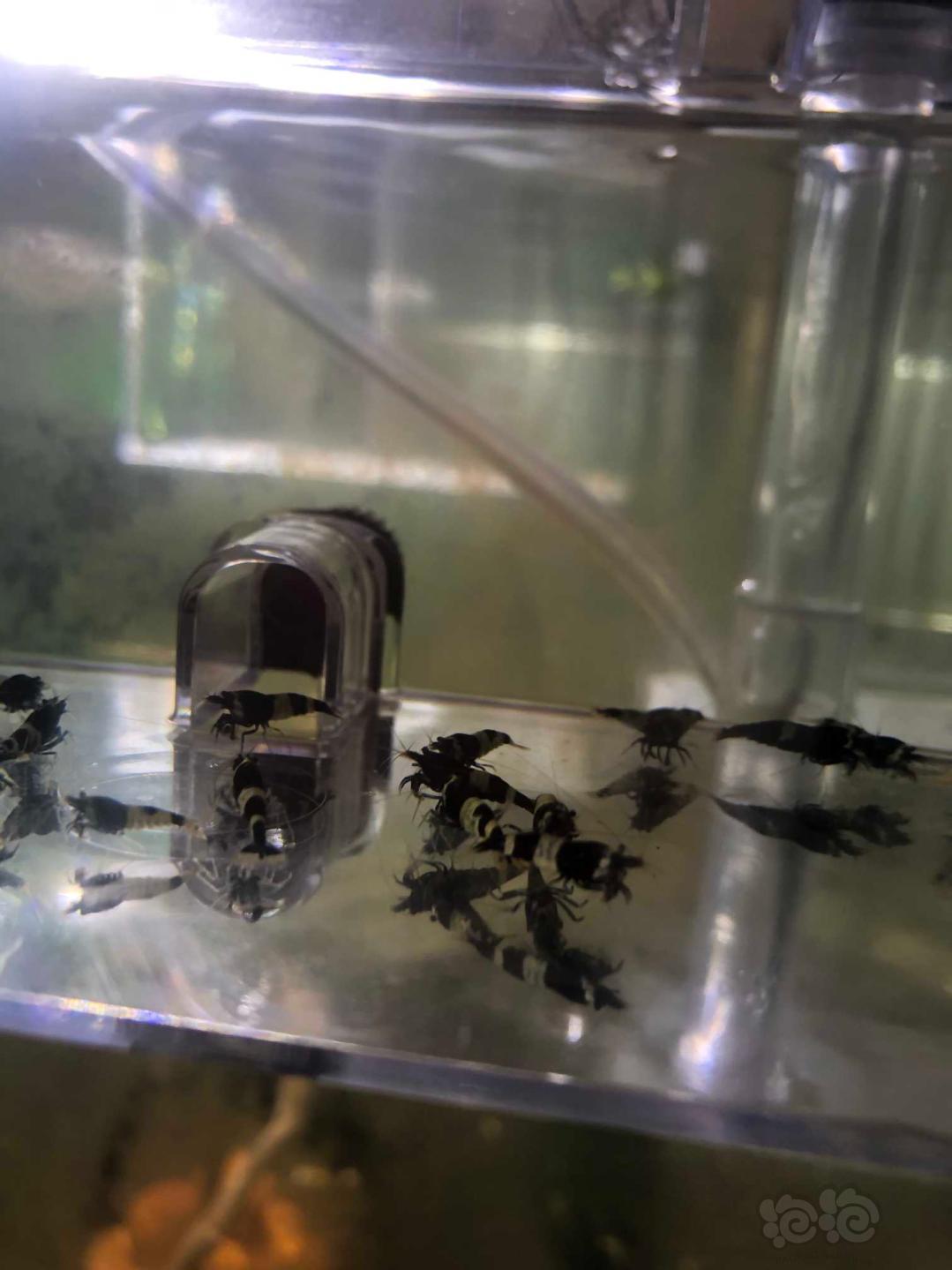 【虾】2019-09-07#RMB拍卖蓝化黑金刚水晶虾28只-图1