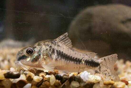 【鼠鱼】鼠鱼的种类及分类