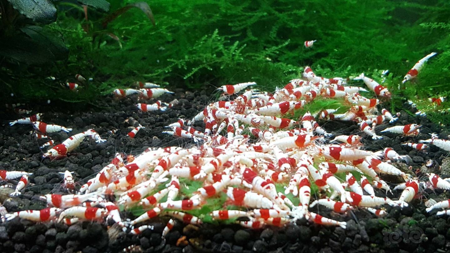 转纯血红白水晶虾-图3