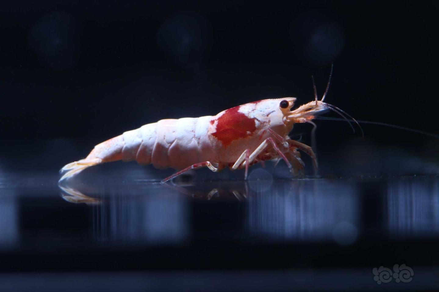【虾】2019-9-26#RMB拍卖红白水晶虾-1-图3