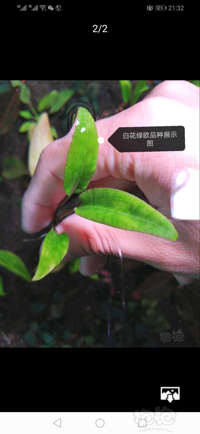 【用品】2019-9-16#RMB拍卖#白花绿欧中珠两颗-图1