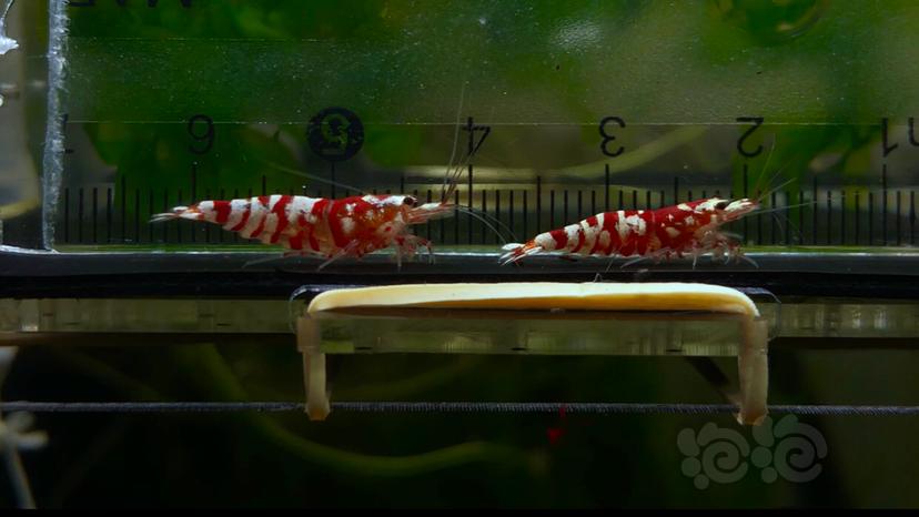 【虾】2019-9-04#RMB拍卖《太极红花虎》一份-图1