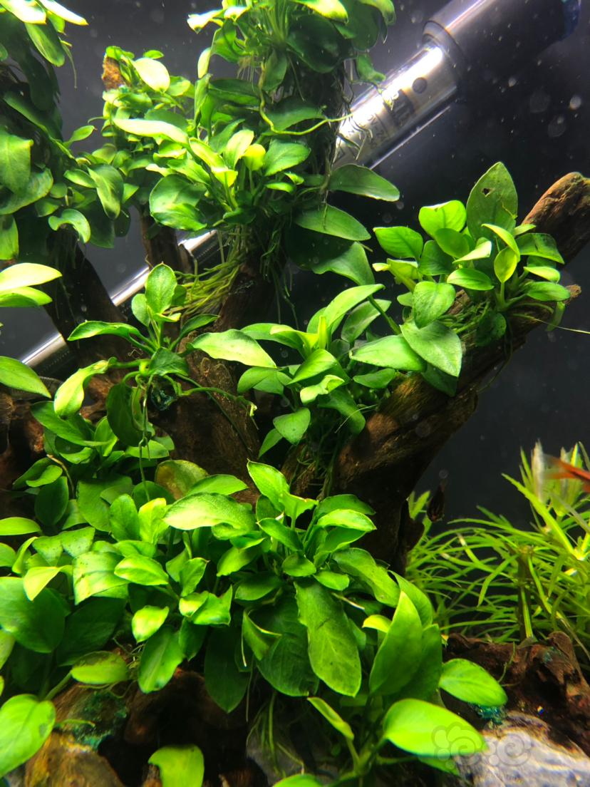 出水溶品种自辩