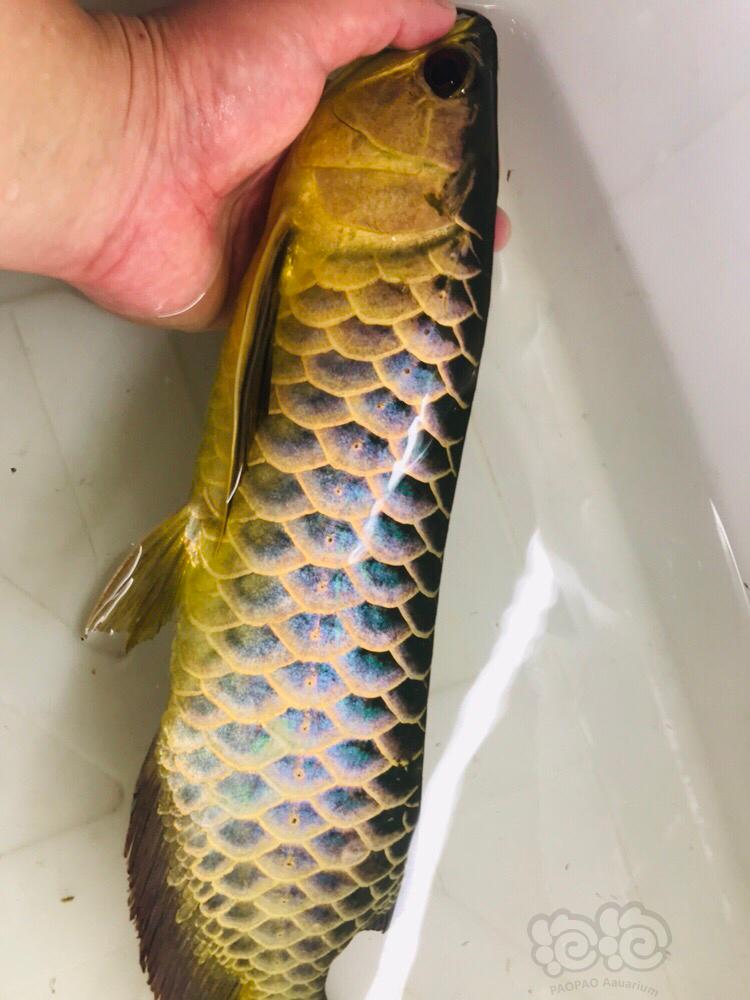 龙鱼水幕金古典过背金龙