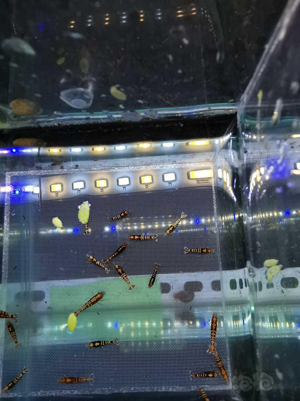 【虾】2019-09-13#RMB拍卖#红银河水晶虾一份20只-图5