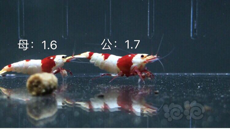 【虾】2019-09-11#RMB拍卖红白水晶虾六只2公4母-图4
