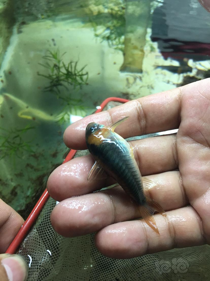 热带鱼缸有限出尼青鼠鱼