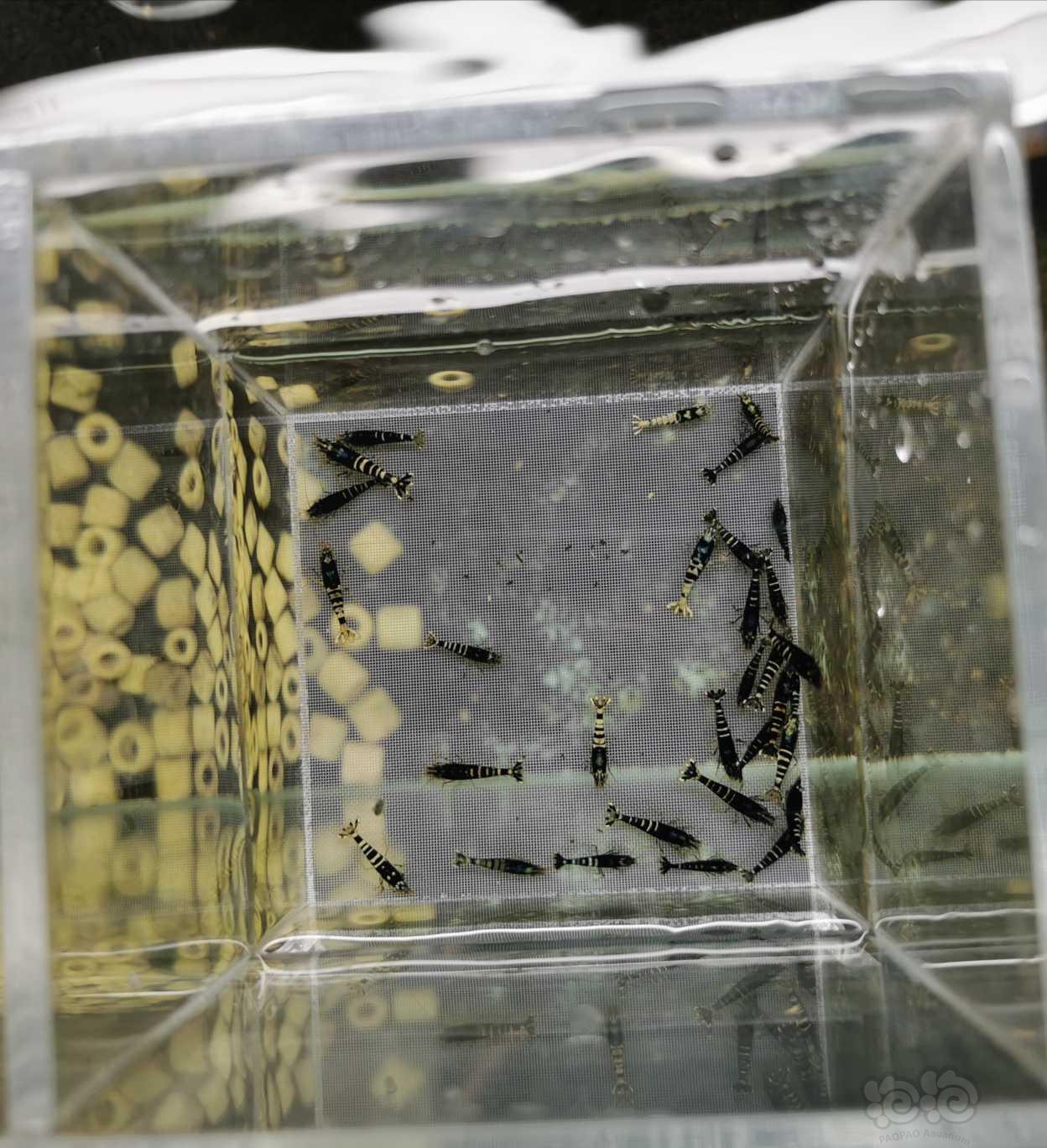 【虾】2019-09-03#RMB拍卖黑银河水晶虾一份30只-图3