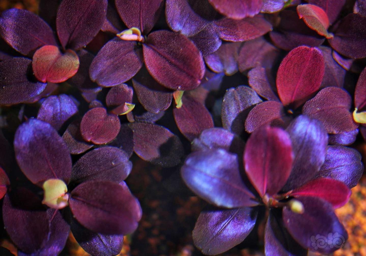 【水草】国庆出辣椒榕(一)玄武海超大丛