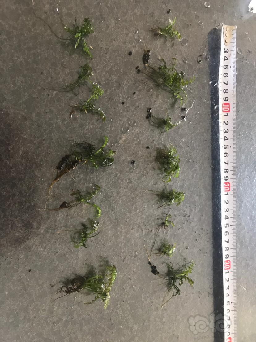 【用品】2019-09-17#RMB拍卖青木蕨，-图2
