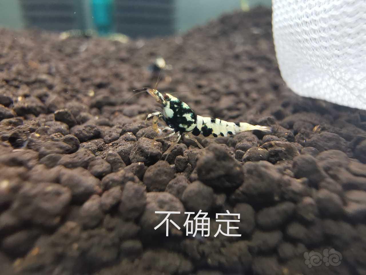 【虾】2019-09-25#RMB拍卖银河虎一份4个-图3