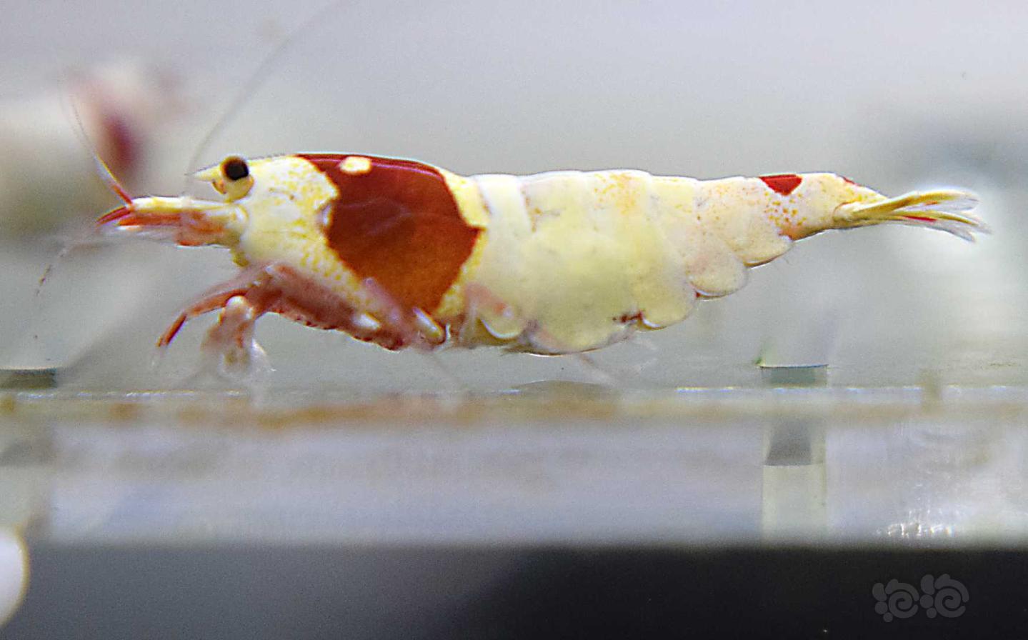 【虾】2019-09-21#RMB拍卖#红白水晶虾一份2只-图2