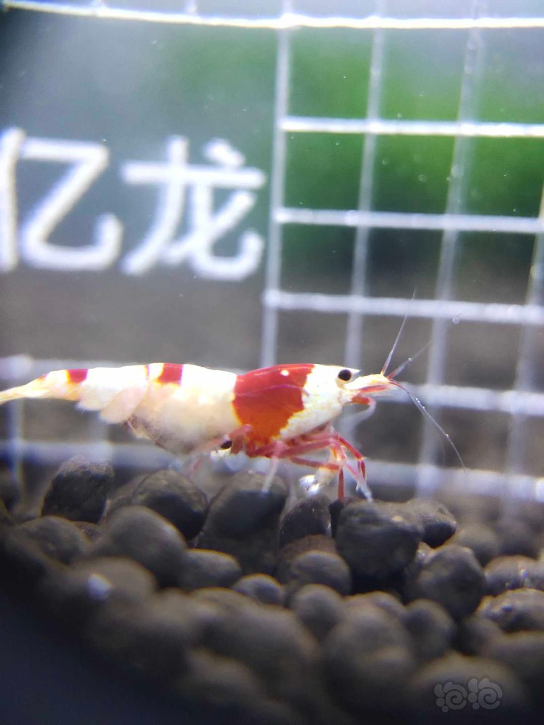 【虾】2019-9-25#RMB拍卖厚甲红白6只-图4