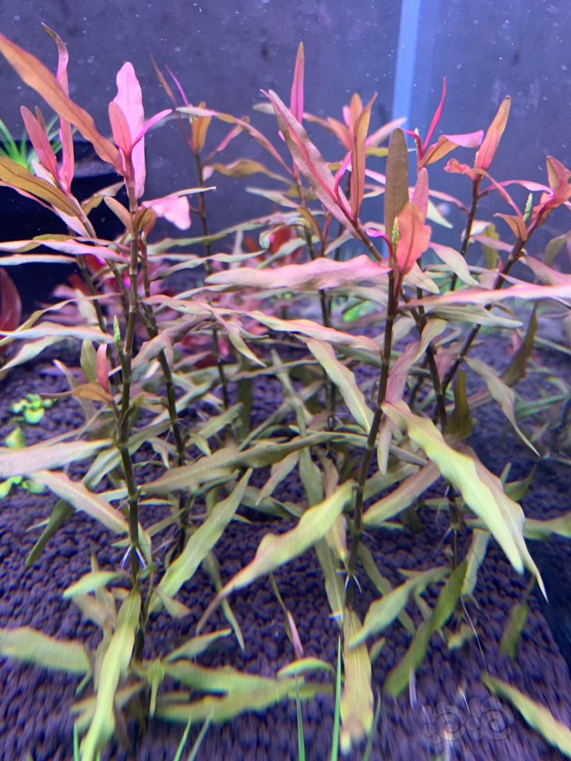 出羽裂南美印度紫红小圆叶