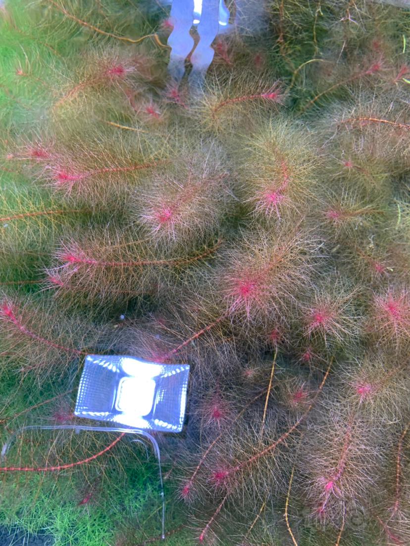 出迷你牛毛打头阳性草古精