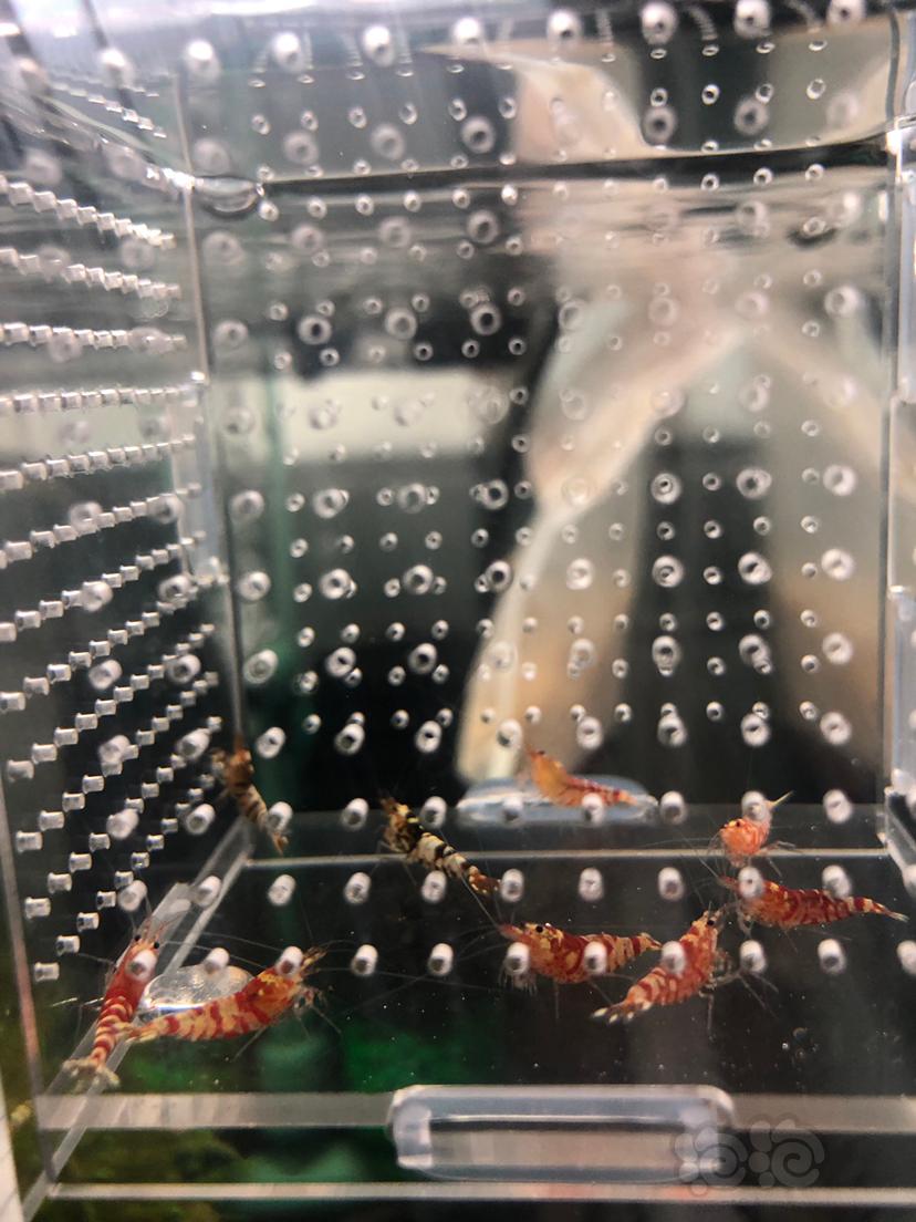 【虾】2019-09-24#RMB拍卖#黑/红花虎水晶虾一份9只（7红、2黑）-图2