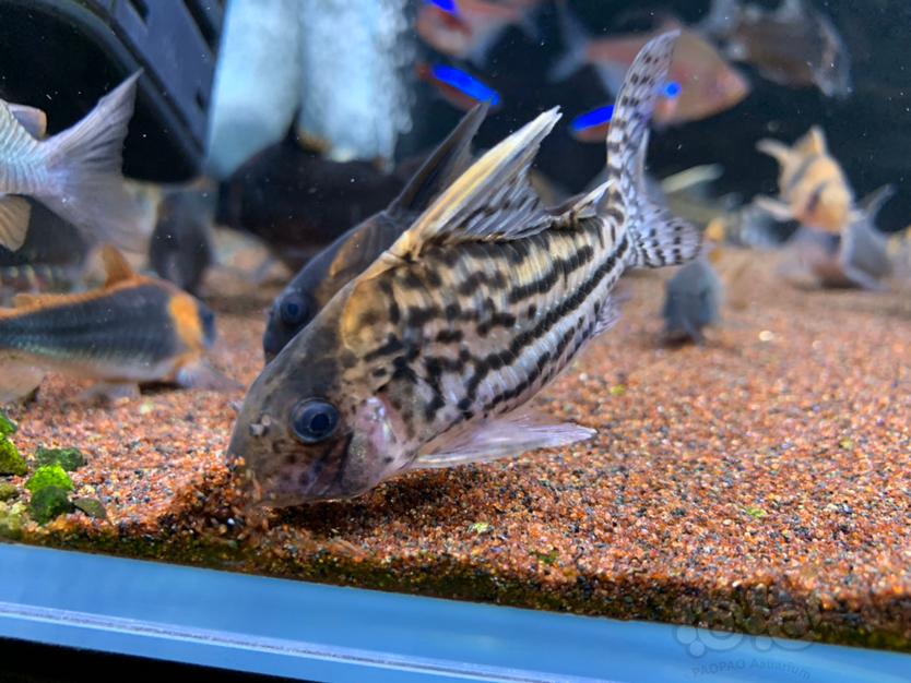 鼠鱼新来泡泡晒晒养的鼠鱼