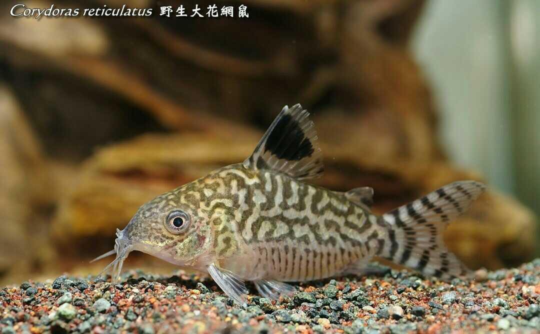 【鼠鱼】大花网鼠鱼简介-图2