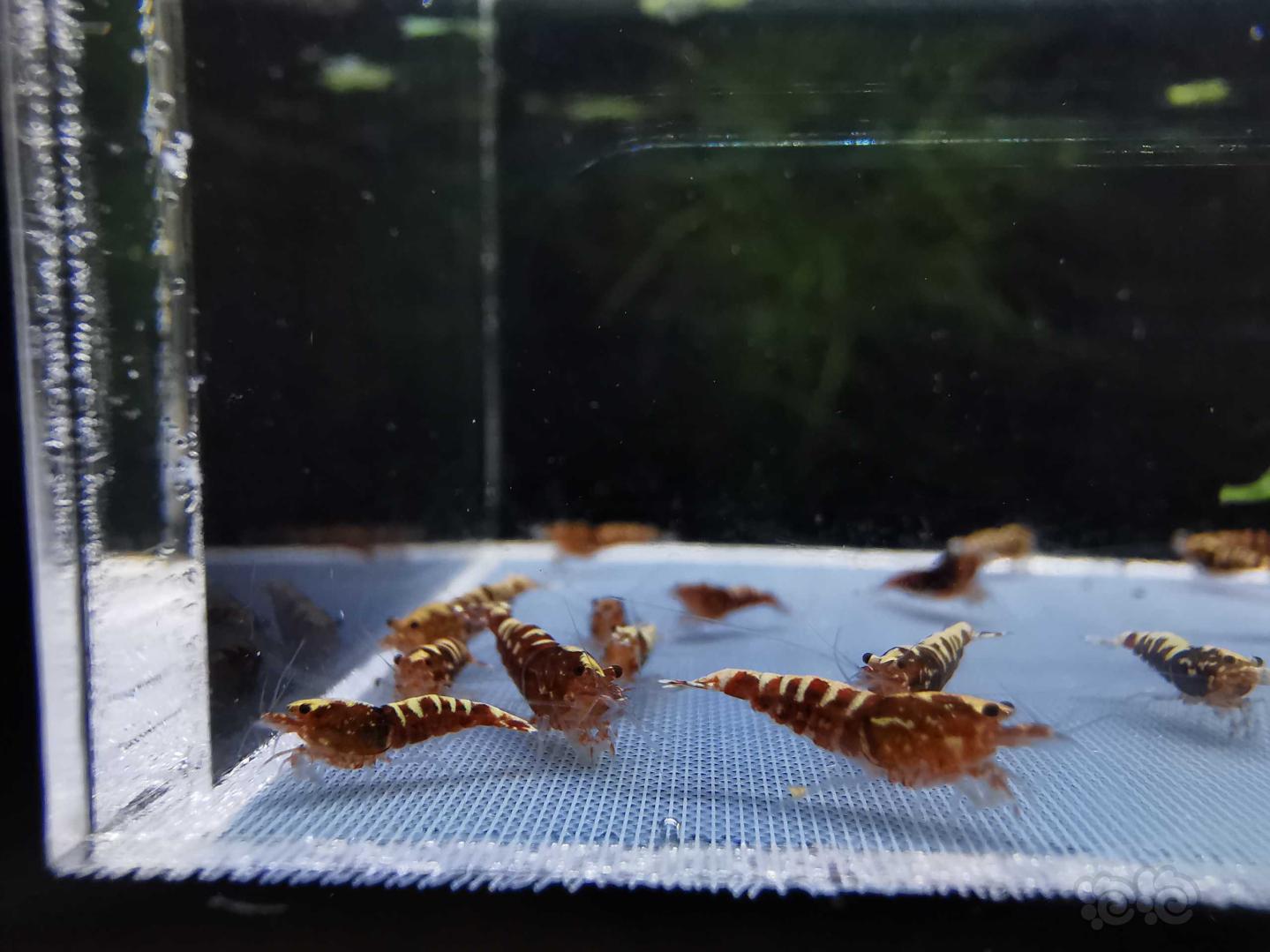 【虾】2019-09-13#RMB拍卖#红银河水晶虾一份20只-图3
