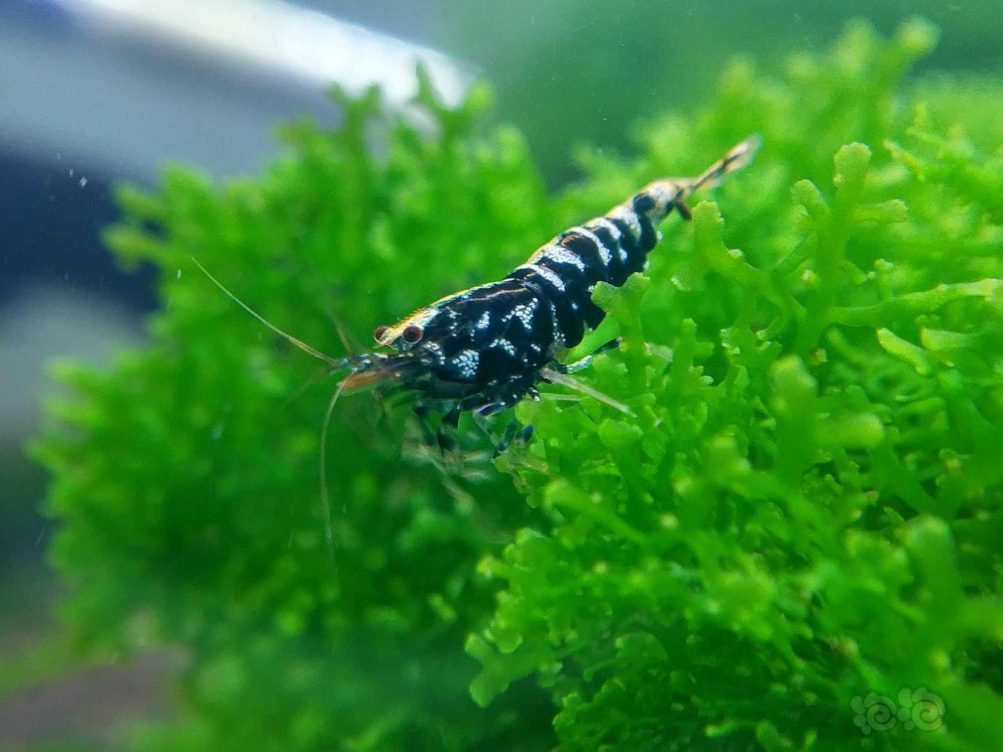 2019-09-14#rmb拍卖黑银河鱼骨水晶虾6只